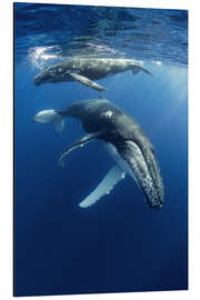 Magnettafel Buckelwale