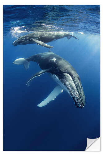 Vinilo para la pared Humpback Whales