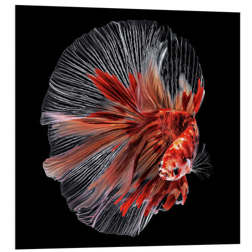 Foam board print Betta Fish