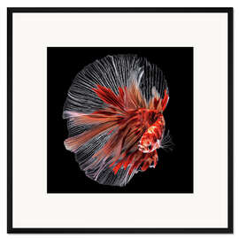 Gerahmter Kunstdruck Kampffisch