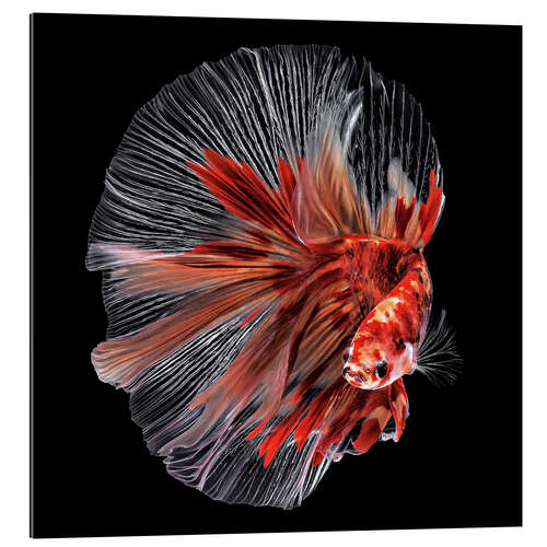 Galleriprint Betta Fish