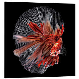 Magnettafel Kampffisch