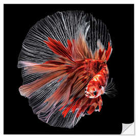 Sticker mural Betta Fish