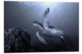 Cuadro de aluminio Turtle on the Reef