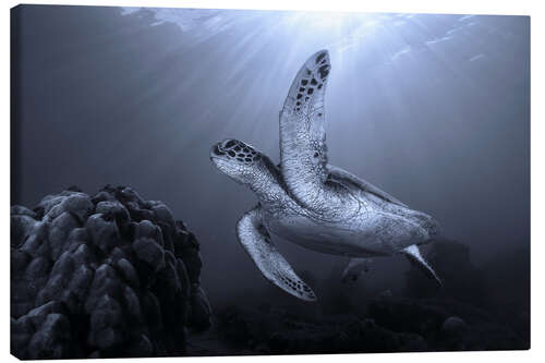 Canvastavla Turtle on the Reef