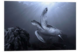 Cuadro de PVC Turtle on the Reef