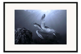 Gerahmter Kunstdruck Schildkröte am Riff