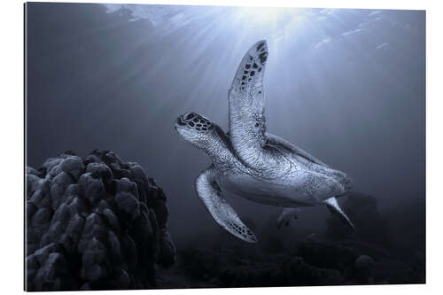 Gallery print Turtle on the Reef