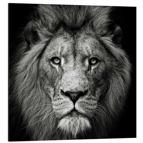 Aluminium print Portrait of a Lion