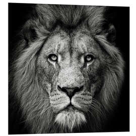 Quadro em PVC Portrait of a Lion