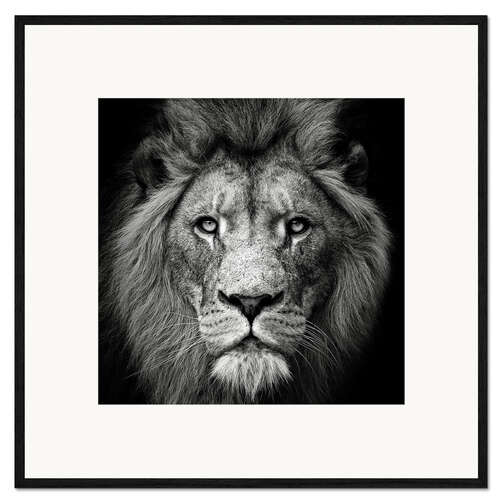 Ingelijste kunstdruk Portrait of a Lion