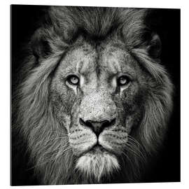 Galleriprint Portrait of a Lion