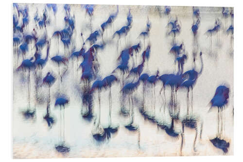 Foam board print Sensory Impressions - Blue Flamingo