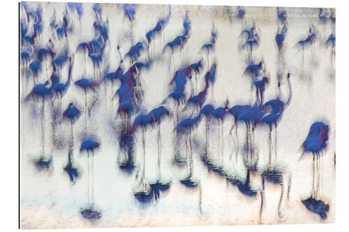 Gallery print Sensory Impressions - Blue Flamingo
