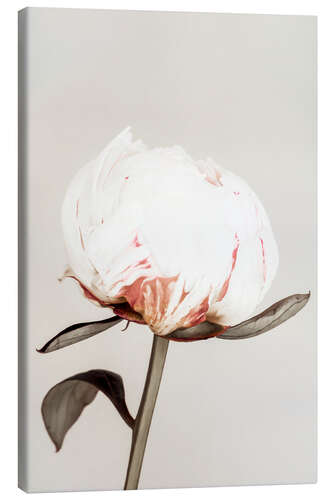 Canvas print White Peony on Beige