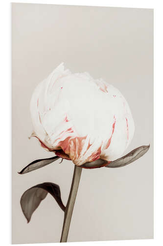 Cuadro de PVC White Peony on Beige