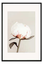 Gerahmter Kunstdruck Weiße Pfingstrose auf Beige
