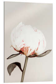 Gallery print White Peony on Beige