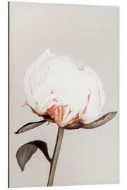 Magnettafel Weiße Pfingstrose auf Beige