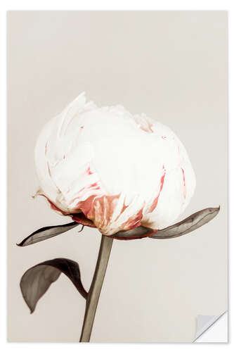 Autocolante decorativo White Peony on Beige