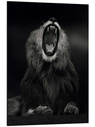 Stampa su alluminio Yawning Lion