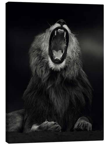 Canvas print Yawning Lion