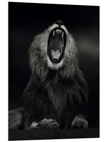 Tableau en PVC Yawning Lion