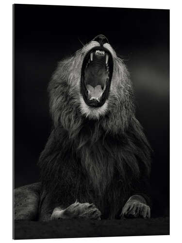 Quadro em plexi-alumínio Yawning Lion