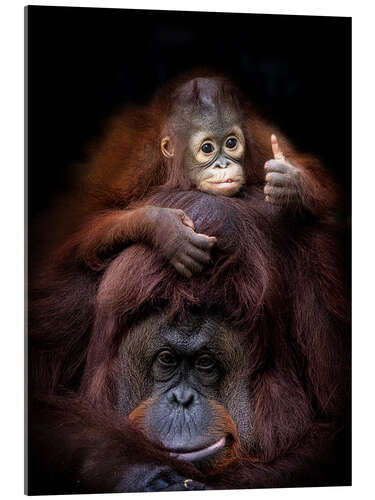 Akrylbilde Thumbs Up From Baby Orang Utan