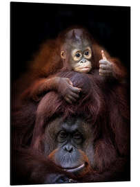 Tableau en aluminium Thumbs Up From Baby Orang Utan