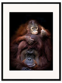 Plakat artystyczny premium w ramie Thumbs Up From Baby Orang Utan