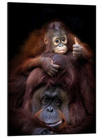 Gallery print Thumbs Up From Baby Orang Utan