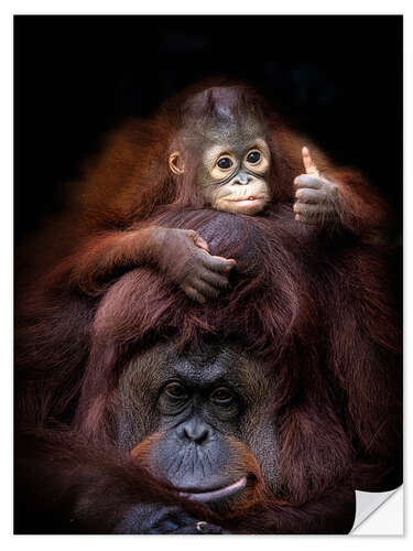 Självhäftande poster Thumbs Up From Baby Orang Utan