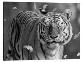 Aluminium print Tiger in the Wind