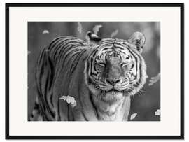 Gerahmter Kunstdruck Tiger im Wind