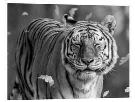 Gallery Print Tiger im Wind