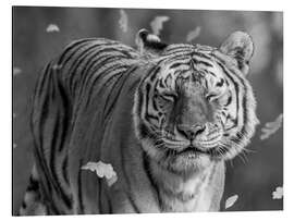 Magnettafel Tiger im Wind