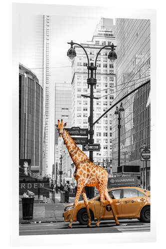 Acrylic print Giraffe Morning Walk