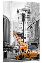 Gallery Print Giraffe Morning Walk