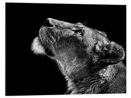 Aluminium print Lioness