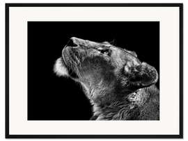 Gerahmter Kunstdruck Löwin