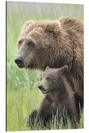 Cuadro de aluminio Momma Bear and Cub