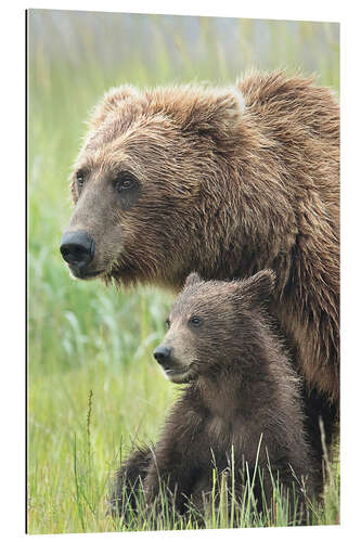 Cuadro de plexi-alu Momma Bear and Cub