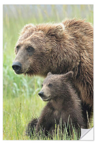 Naklejka na ścianę Momma Bear and Cub