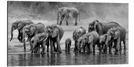 Aluminium print Herd of Elephants