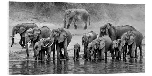 Foam board print Herd of Elephants