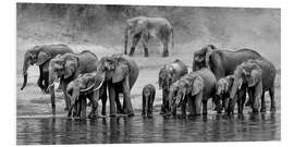 Foam board print Herd of Elephants