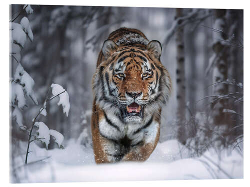 Acrylglasbild Tiger im Schnee