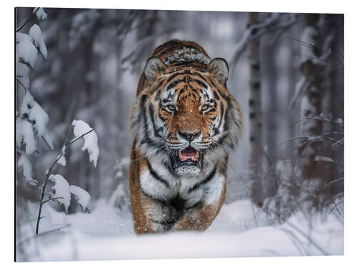 Quadro em alumínio Tiger in the Snow