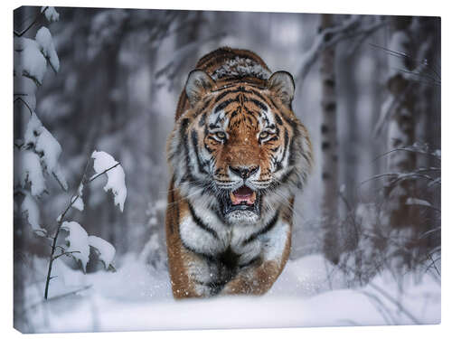 Canvas-taulu Tiger in the Snow